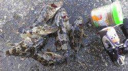 兵庫突堤、メバリングでの釣果