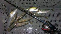 須磨～長田間のアジング終盤戦、拾い集めて9匹