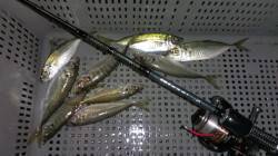 須磨～長田間のアジング終盤戦、拾い集めて9…