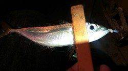 須磨方面へアジング　1時間の釣行もアジ1尾