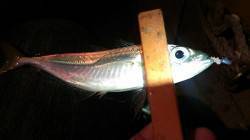 須磨方面へアジング　1時間の釣行もアジ1尾…