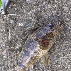 兵庫突堤　メバリングで日中でも狙えるタケノコメバル釣行