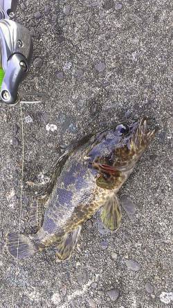 兵庫突堤　メバリングで日中でも狙えるタケノ…