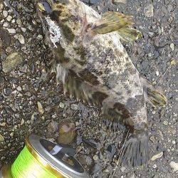 兵庫突堤　メバリングで日中でも狙えるタケノコメバル釣行
