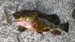兵庫突堤周辺でのメバリング釣果