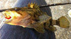 兵庫突堤周辺でのメバリング釣果