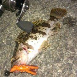 初ベイトフィネスで良型タケノコメバル♪