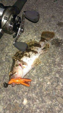 初ベイトフィネスで良型タケノコメバル♪