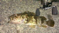 初ベイトフィネスで良型タケノコメバル♪