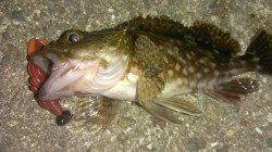 強い西風の中でのロックフィッシュゲーム