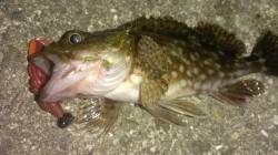 強い西風の中でのロックフィッシュゲーム