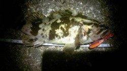 強い西風の中でのロックフィッシュゲーム