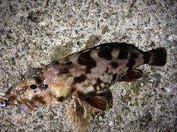 アジングでアジとガシラ　魚影は見えるが・・・