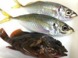 アジングでアジとガシラ　魚影は見えるが・・・