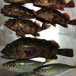 姫路のアジング、もうガシリング？な感じです♪