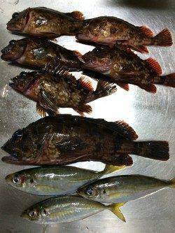 姫路のアジング、もうガシリング？な感じです♪