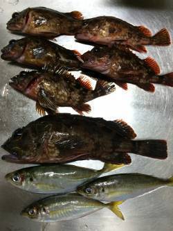 姫路のアジング、もうガシリング？な感じです…