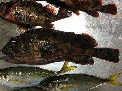 姫路のアジング、もうガシリング？な感じです♪