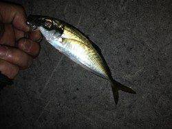 舞洲PM6:00～PM8:00迄のアジング釣果