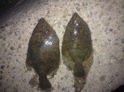 志筑　アナゴの猛攻を交わしながらのカレイ釣り　まだまだいけそうです！