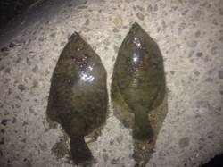 志筑　アナゴの猛攻を交わしながらのカレイ釣…