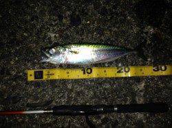 舞洲でのアジング釣果