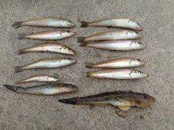 キスの投げ釣りで淡路島をランガン