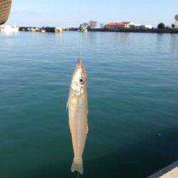 キスの投げ釣りで淡路島をランガン
