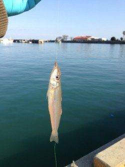 キスの投げ釣りで淡路島をランガン