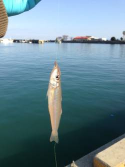 キスの投げ釣りで淡路島をランガン