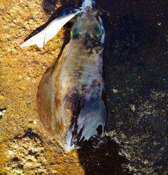 朝から1日シャクリ続けてアオリイカ16パイ！