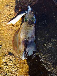 朝から1日シャクリ続けてアオリイカ16パイ！