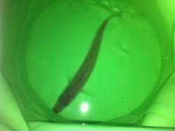 多賀で投げ釣り、アタリは何度かあったのです…