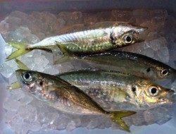 岸和田周辺のアジング調査