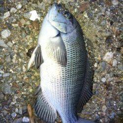 食コンでサビキ釣り、グレ28㎝とアジ&メバル