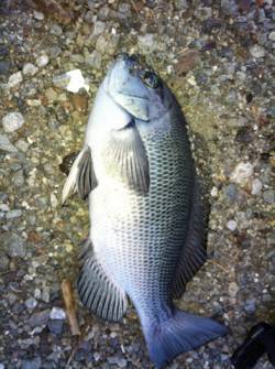 食コンでサビキ釣り、グレ28㎝とアジ&am…