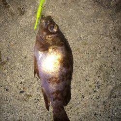 今シーズン初メバリング、楽しめました♪