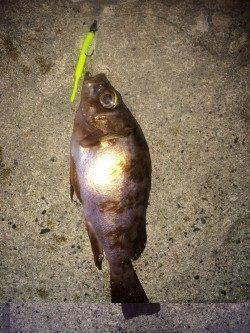 今シーズン初メバリング、楽しめました♪