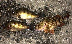 中島埠頭の水路のところでメバリング行ってきました