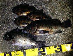 有田川一文字で出ました！尺メバル♪