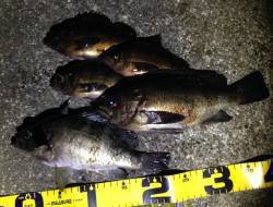 有田川一文字で出ました！尺メバル♪