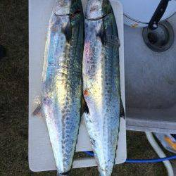 南塩谷でサゴシの釣果