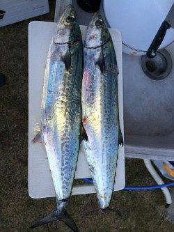 南塩谷でサゴシの釣果