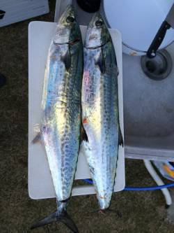 南塩谷でサゴシの釣果