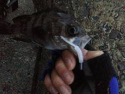 食コン沖向きテトラでメバリング