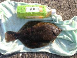 垂水漁港でちょい投げ、自作の仕掛けでカレイ…