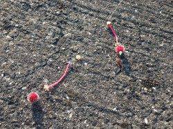 垂水漁港でちょい投げ、自作の仕掛けでカレイ31cm☆