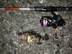 舞洲で夕方からのアジング釣果