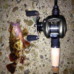 ベイトガシリングが楽しすぎて2時間ほどで30匹