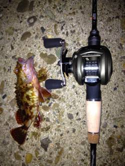 ベイトガシリングが楽しすぎて2時間ほどで3…